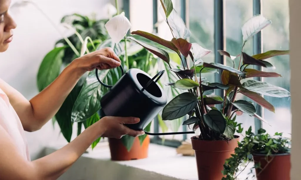 watering peace lily