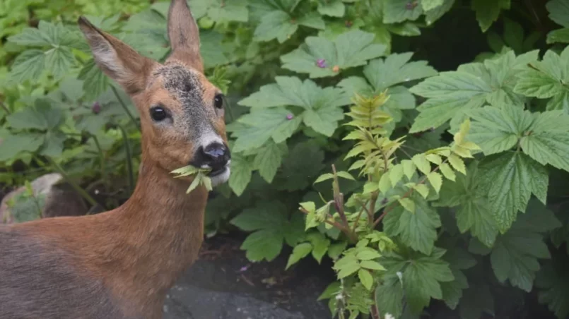 A doe is eating leaves