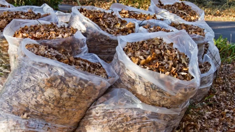 A group of autumn oak tree leaves in open plastic bags