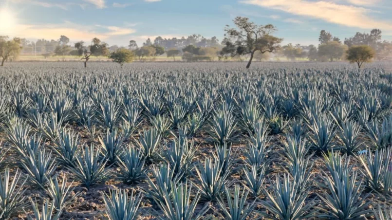 Agave landscape