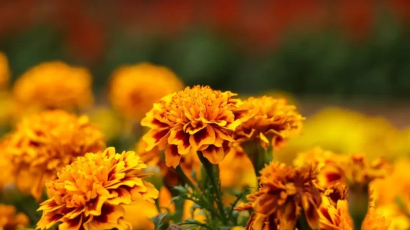 Amazing Mexican marigold flower in garden