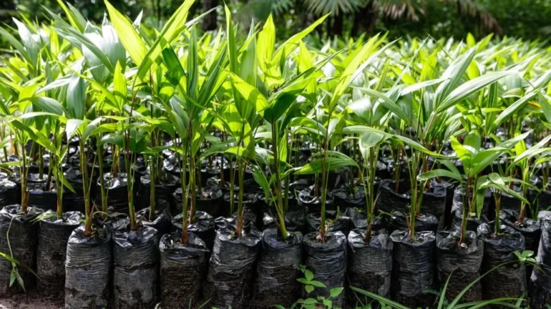 Amazonian palm trees growing from seed at a plant nursery