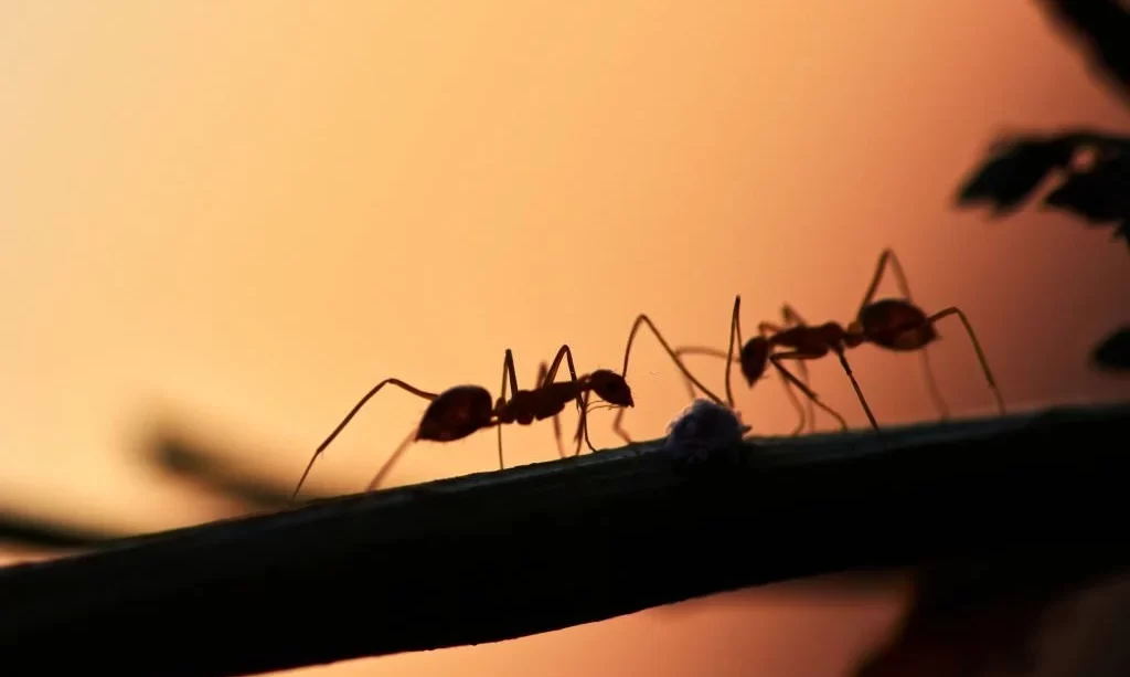 Ants at night