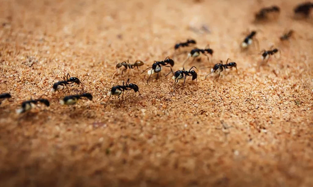 Ants in sandbox