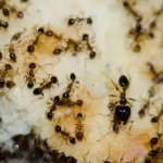 Argentine ants feeding on food