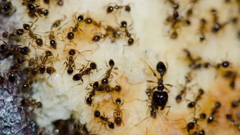 Argentine ants feeding on food