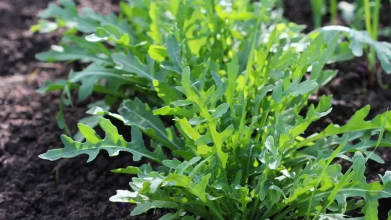 Arugula plant growing in organic vegetable garden