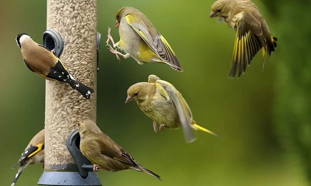 Bird feeder with birds