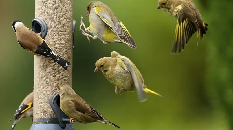 Bird feeder with birds