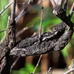 Black Knot fungus covering a branch
