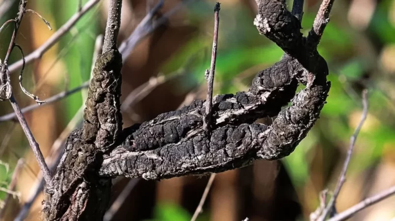 Black Knot fungus covering a branch