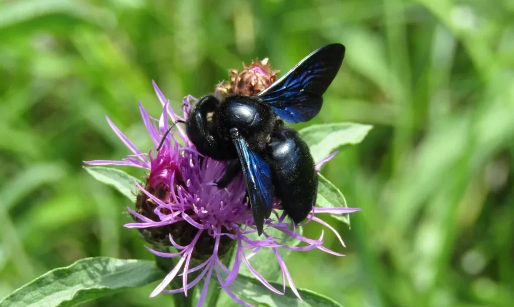 Black carpenter bee with metallic blue wings feeding on the common knapweed flower