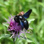 Black carpenter bee with metallic blue wings feeding on the common knapweed flower