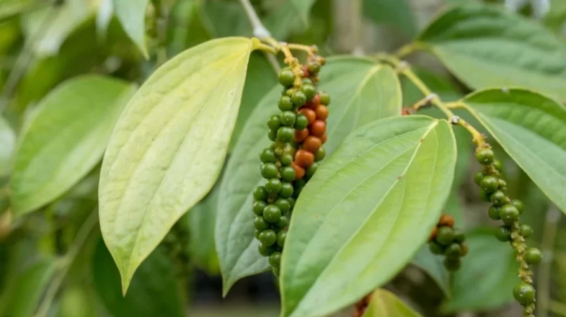 Black pepper plant with seeds
