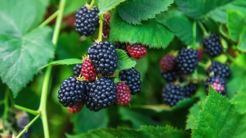 Blackberries grow in the garden