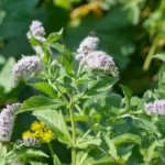 Blooming mint plant