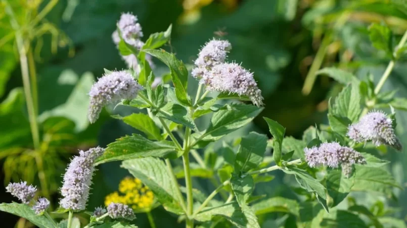 mint tree flower