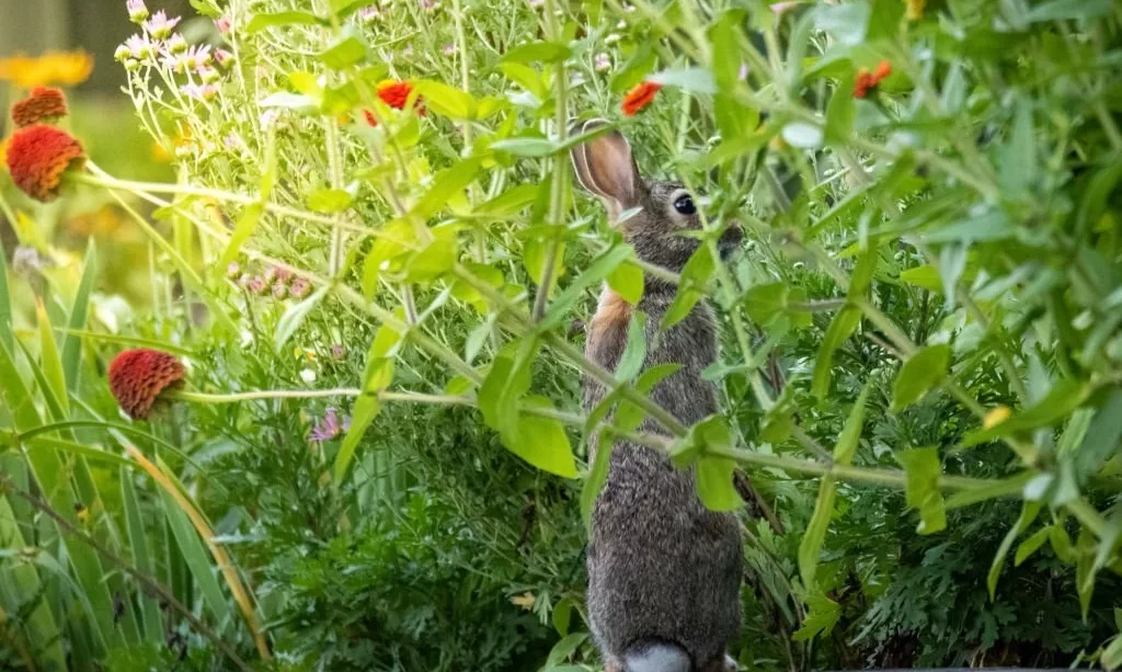 Bunny rabbit standing up smelling zinnias in summer garden
