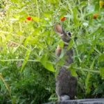 Bunny rabbit standing up smelling zinnias in summer garden