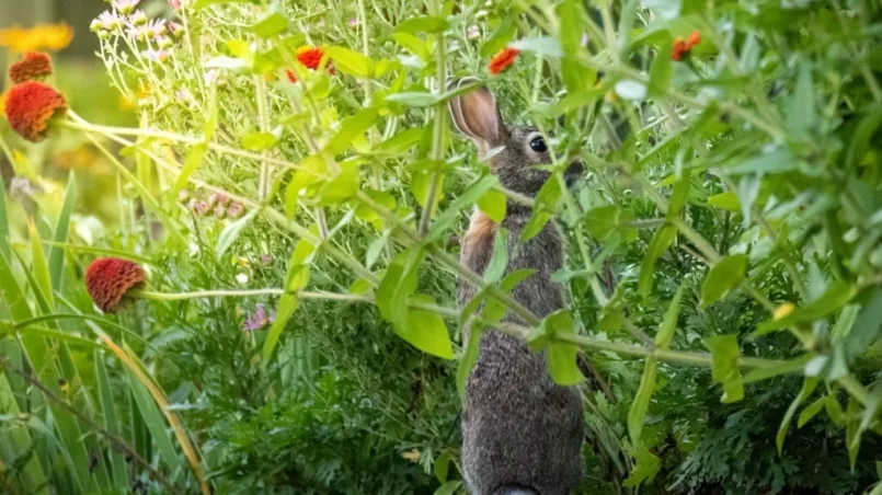 Bunny rabbit standing up smelling zinnias in summer garden