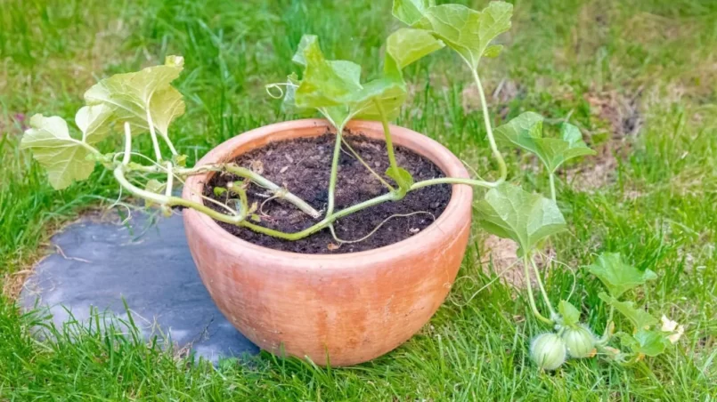 Cantaloupe in pot