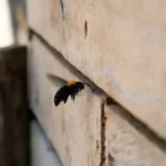 Carpenter Bee builds a nest in a plank wall