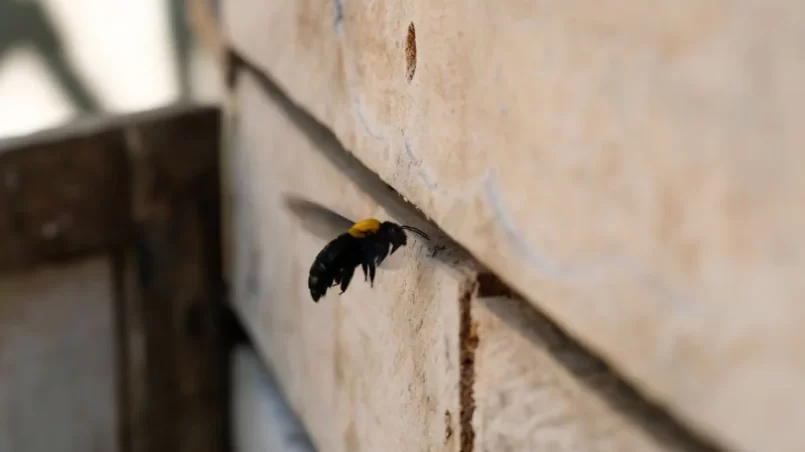 Carpenter Bee builds a nest in a plank wall
