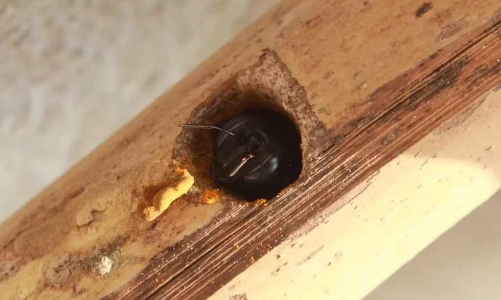 Carpenter bee making a nest