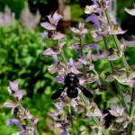 Carpenter bee on Salvia sclarea flowers