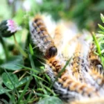Caterpillars in grass