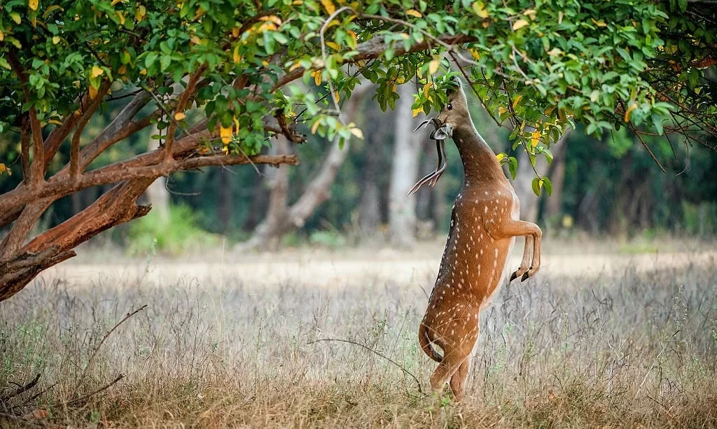 Cheetal deer eating tree in wild