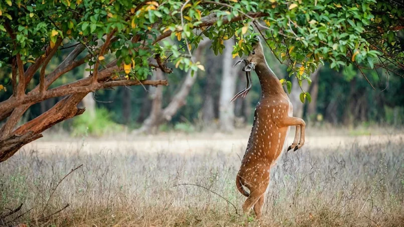 Cheetal deer eating tree in wild