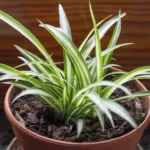 Chlorophytum comosum aka spider plant