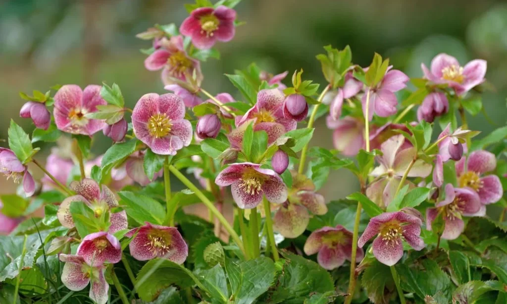 Christmas rose hellebores