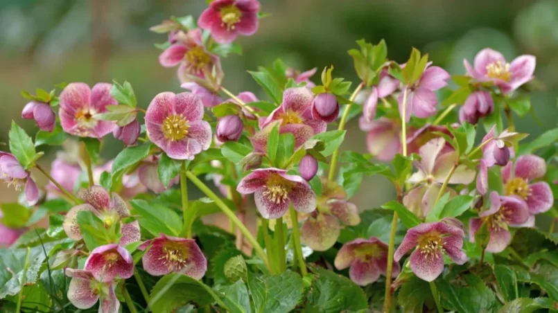 Christmas rose hellebores