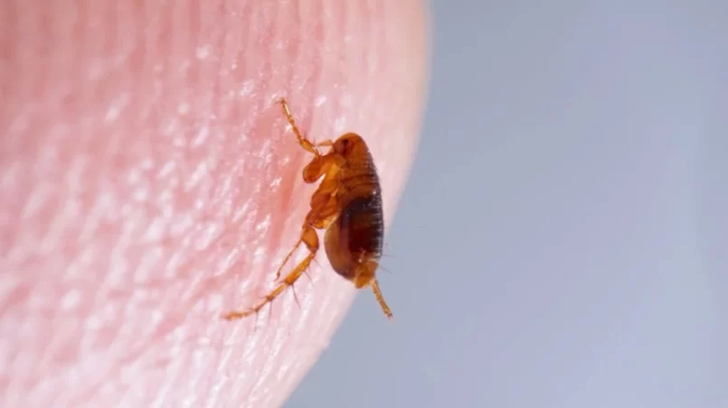 Close up of brown amber colored flea