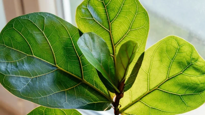 Close up of leaves ficus lyrata or fiddle leaf in the pot at home