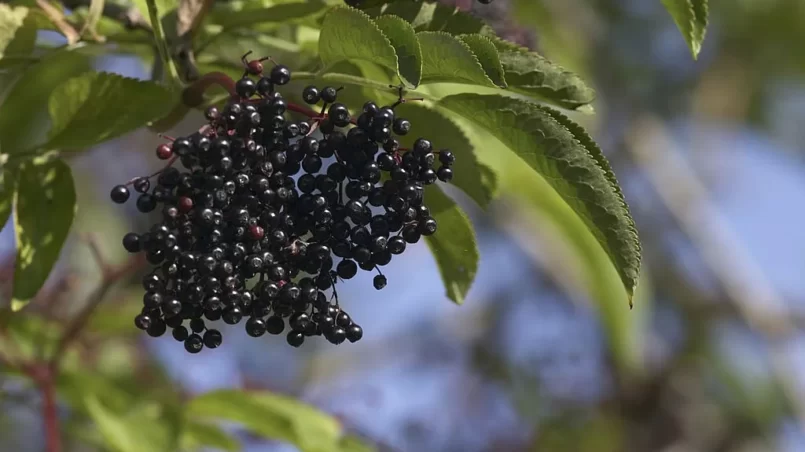 Cluster of raw black elderberries