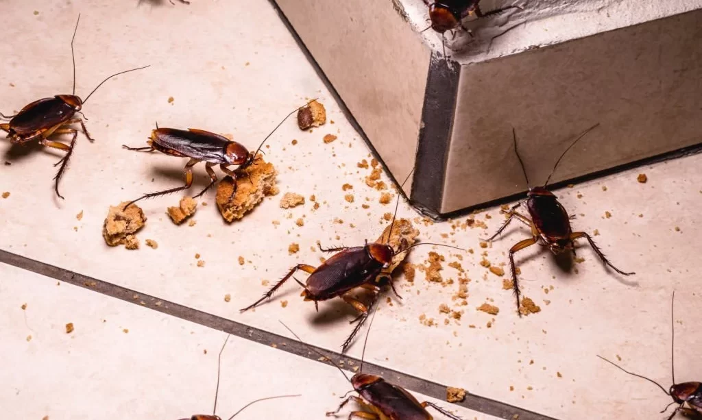 Cockroaches eating leftover food at nigh