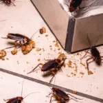 Cockroaches eating leftover food at nigh