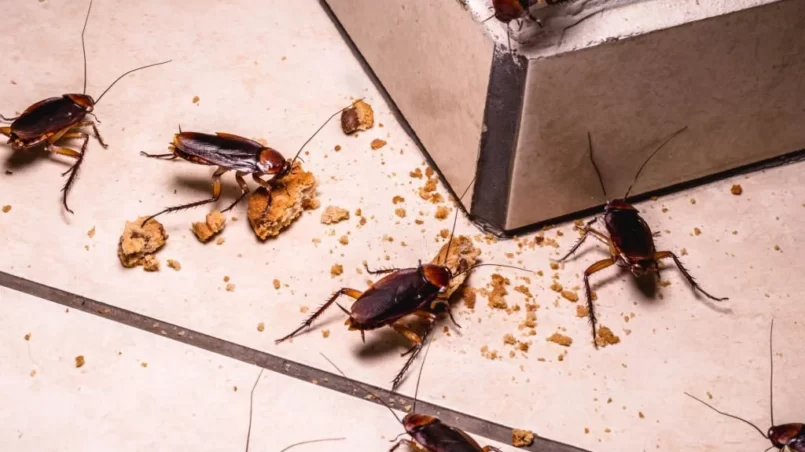 Cockroaches eating leftover food at nigh