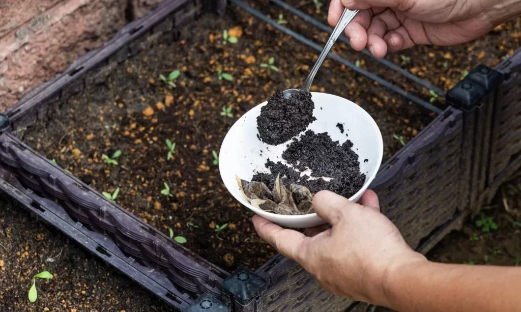 Coffee grounds being added to baby vegetables plant as natural organic fertilizer