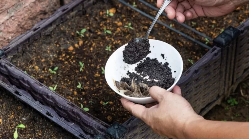 Coffee grounds being added to baby vegetables plant as natural organic fertilizer