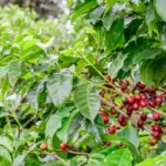 Coffee plant with berries