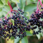 Common Elderberries (Sambucus nigra)
