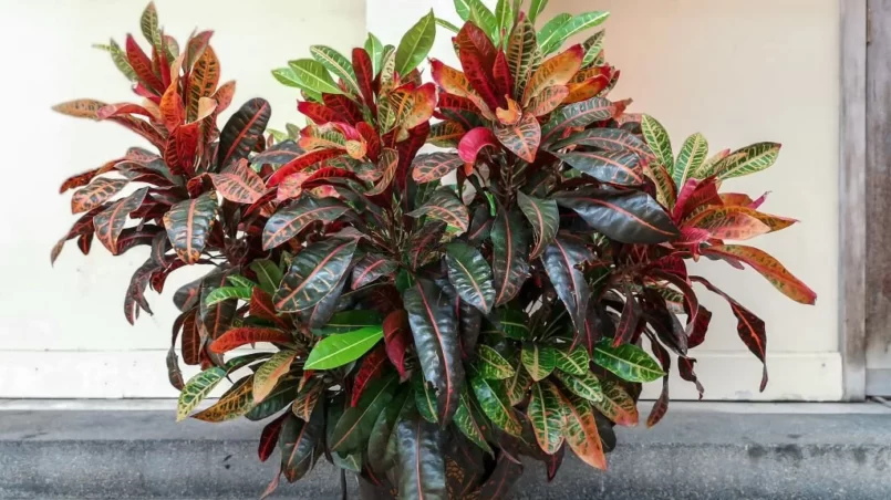 Croton plant in pot