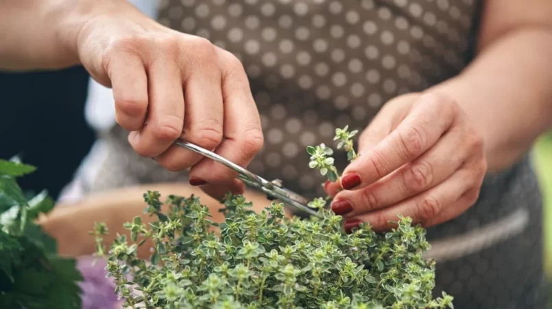 Cutting Fresh Organic Thyme from Garden