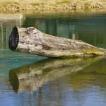 Deadhead log in water