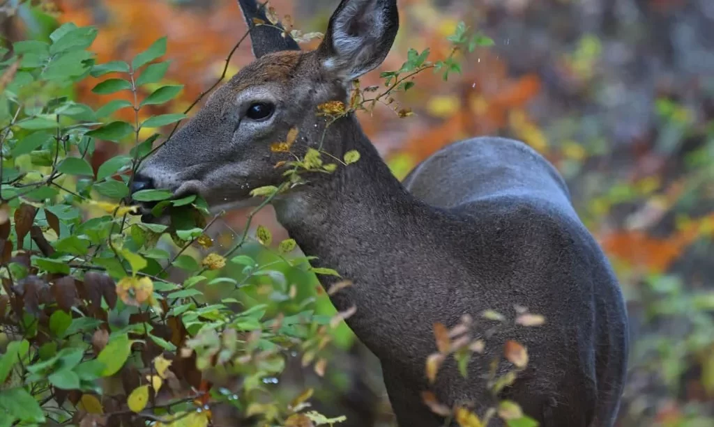 Deer browsing shrub