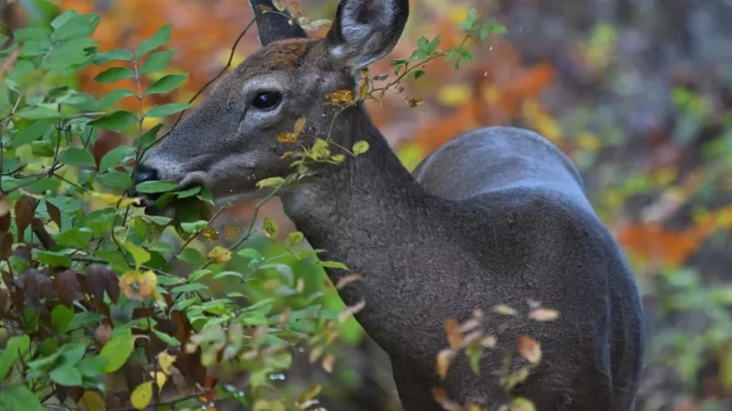 Deer browsing shrub